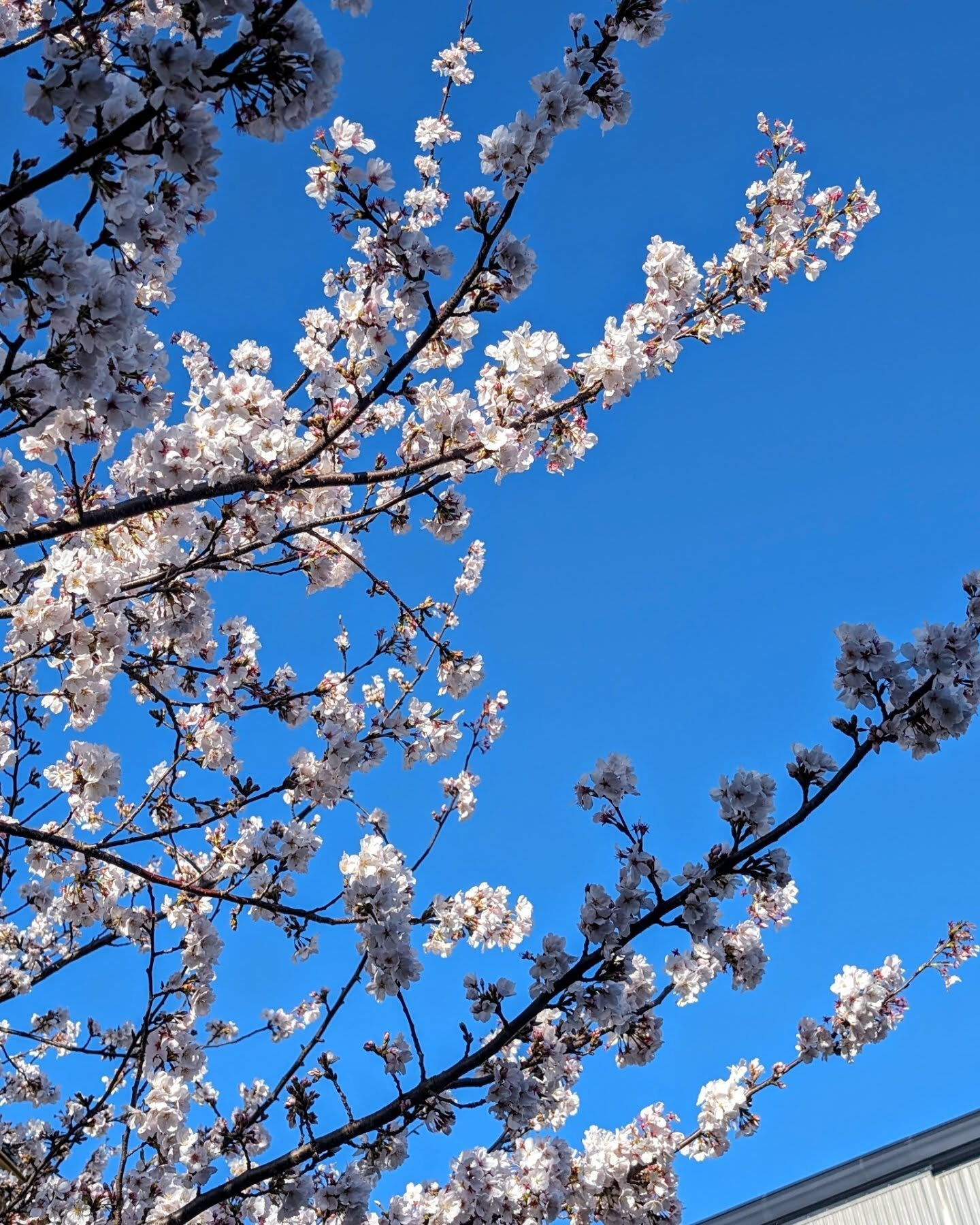 🌸春限定　花見弁当🌸