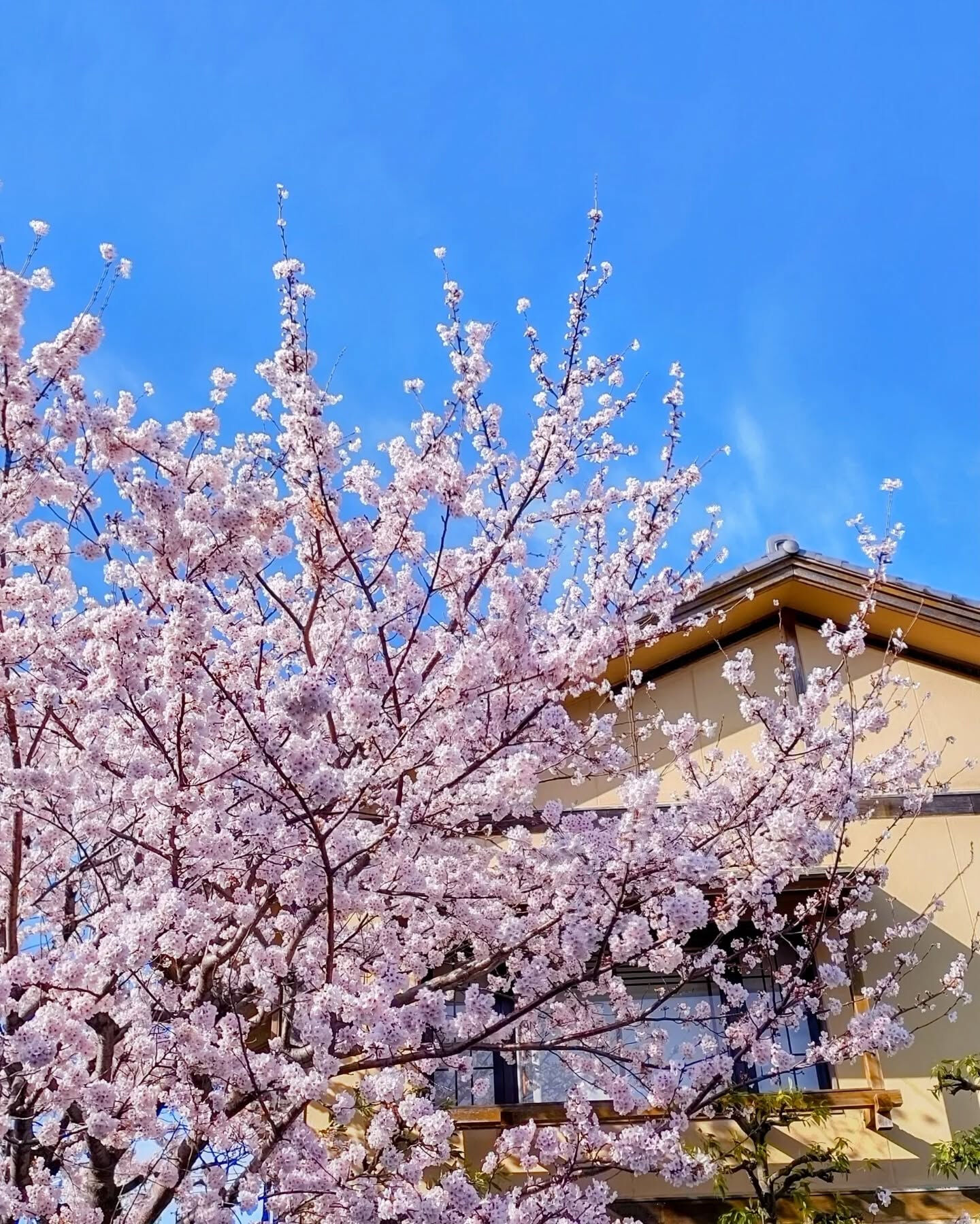 🌸春限定　花見弁当🌸